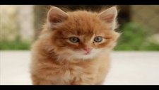 Ben Özlemedim Kedi Özledi Seni @tilla Video