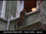 2008 sokaklar hayvanlarla güzel - fotoğraf yarışma