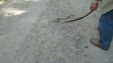 murat dağı engerek yılanı