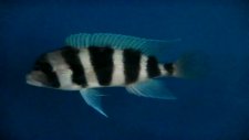 frontosa mpimbwe blue - frontosaforum