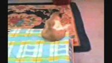 güllü dinleyen manyak kedi