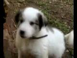 köpek