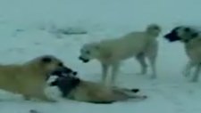 kangal ve çoban köpeği