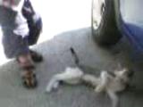 kedi