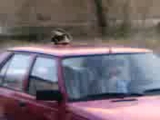 Kedicik