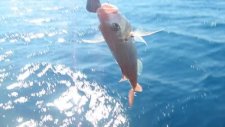 kuşadası balık turu