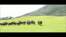 öküzler artık trene bakmıyorlar