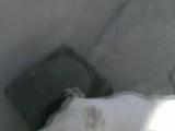 dogo arjantin