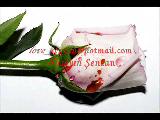 Filiz - Seni Seviyorum Filiz - Seni Seviyorum