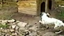 setter av köpeği