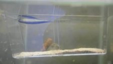 pistol shrimp