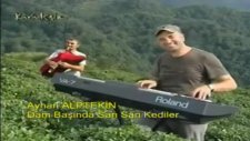Ayhan Alptekin - Dam Başında Sarı Sarı Kediler