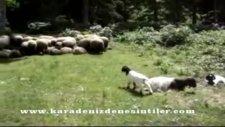 Yayla Göçü