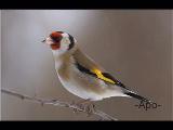 saka kuşu `carduelis`
