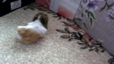 video 0029