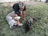 dog inn kennel’s giant schnauzers