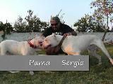 doginnkennel’s dogo argentinos