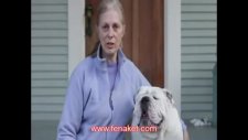 harika bulldog