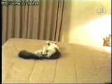 zavalı kedi!