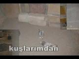 taklacı güvercinler