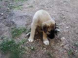 murat düzgünün kangal köpegi