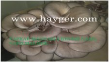 Hayger Mantar Üretimi Pleurotus Ostreatus Oyster Mushrom