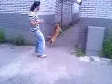 kangal vs pitbull fight