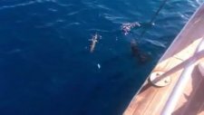 Kuşadası Ali Kaptan 2 Teknesi İle Kalamar Avı