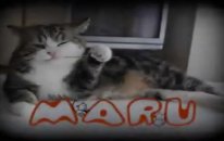 best of maru