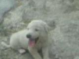 gülen köpek