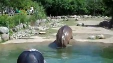 hahaha hippo gets explosive diarrhea download link full version