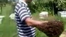 Arıları Hiç Böyle Gçrdünüz Mü ?