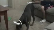 köpekle şaka olmaz