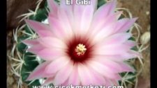 sezen aksu - el gibi -