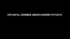 Oryantal Didemin Sevgilisinin Resimleri