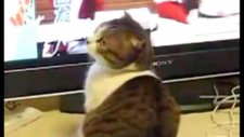 inception animals