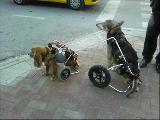 köpek