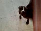 pitbull sayko