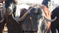 kilis keçilerikilis keçisi özelliklerikilis keçisi yetiştiriciliği