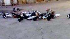 diyarbakır isimli güvercinküme video 3