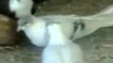 diyarbakır isimli güvercinküme video 5