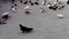diyarbakır isimli güvercinküme video 6