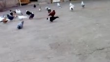 diyarbakır isimli güvercinküme video 1