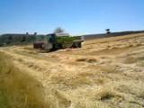 claas domınator 88 c biçerdöverle buğday hasatı
