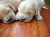 golden retriever yavruları 2