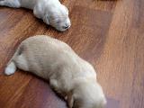golden retriever yavruları