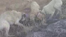 kangal kurt boğuşu