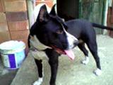 pitbull tyra 2