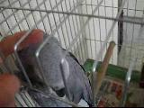 yakup