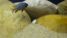 cichlid balıkları l afra jalo reef afra cobue saulosi coral red 2